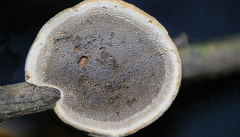 Phylloporia amplectens