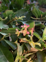 Syzygium australe