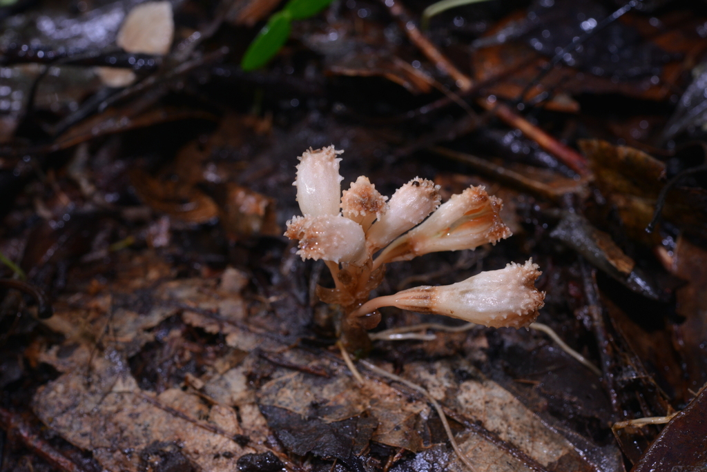 Gastrodia albida