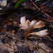 Gastrodia albida - Photo (c) jodyhsieh, algunos derechos reservados (CC BY)