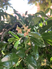 Syzygium australe