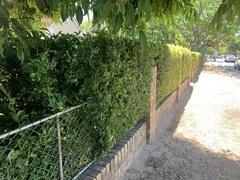 Syzygium australe