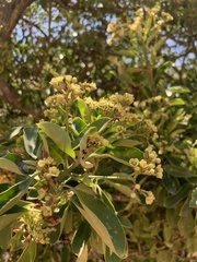 Euonymus japonicus