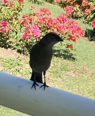 Molothrus bonariensis