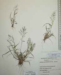 Eragrostis virescens