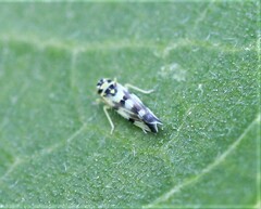 Eupteryx atropunctata