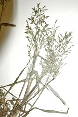 Eragrostis virescens
