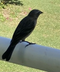 Molothrus bonariensis