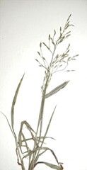 Eragrostis virescens