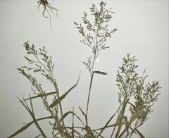 Eragrostis virescens