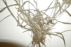 Eragrostis virescens