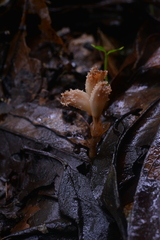 Gastrodia albida