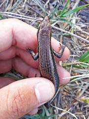 Notomabuya frenata