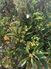 Euonymus japonicus