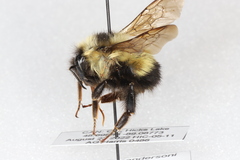 Bombus sandersoni