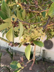 Euonymus japonicus
