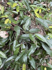 Ficus sarmentosa nipponica