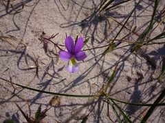 Viola tricolor curtisii