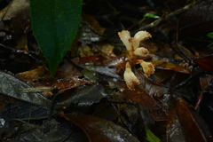 Gastrodia albida