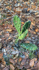Opuntia monacantha