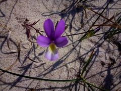 Viola tricolor curtisii