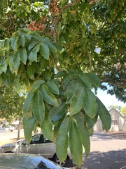 Trichilia