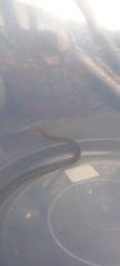 Psammophis mossambicus