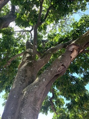 Trichilia