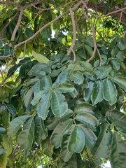 Trichilia