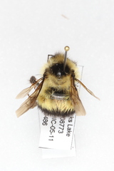 Bombus sandersoni