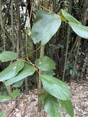 Mucuna macrocarpa