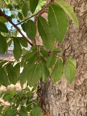Ulmus