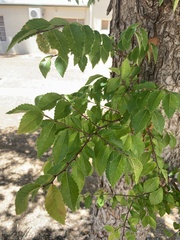 Ulmus
