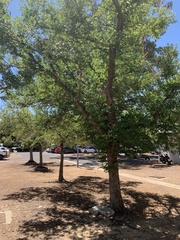 Ulmus