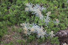 Crossostephium chinense