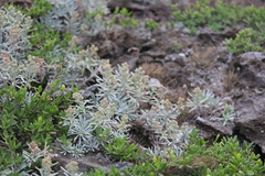 Crossostephium chinense