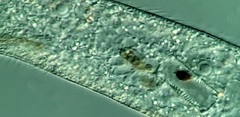 Loxodes striatus