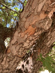 Ulmus