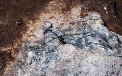 Synthemiopsis gomphomacromioides