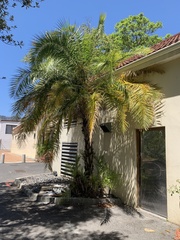 Arecaceae