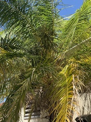 Arecaceae