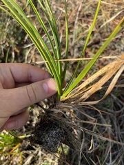 Cyperus retrorsus