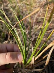 Cyperus retrorsus