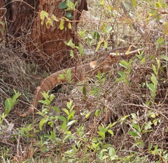Varanus albigularis microstictus