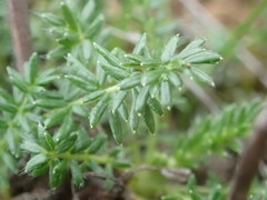 Acaena pinnatifida