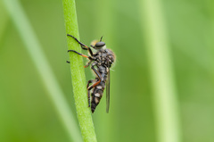 Leptarthrus brevirostris