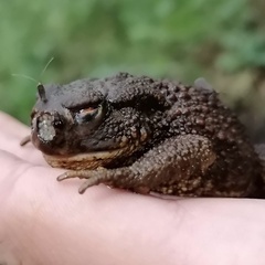 Lucilia bufonivora