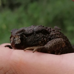 Lucilia bufonivora
