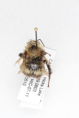 Bombus perplexus