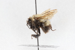 Bombus perplexus